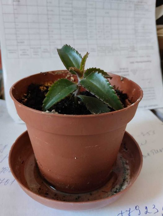 Каланхоэ домашний цветок