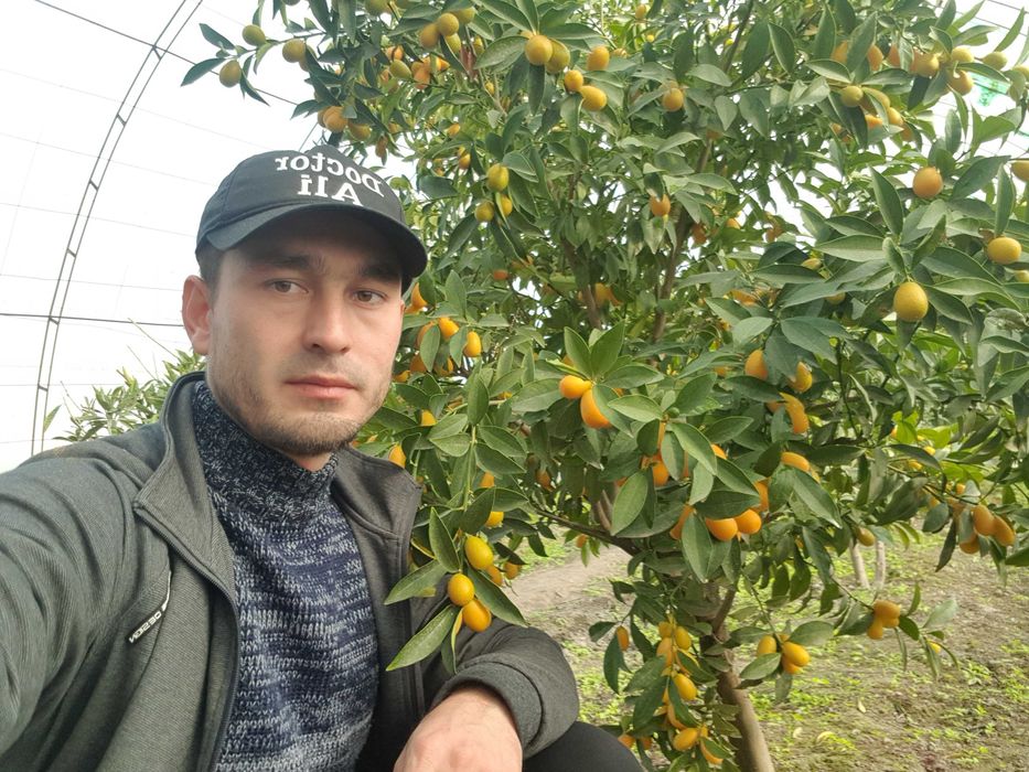 Кумкват кучатлари сотилади