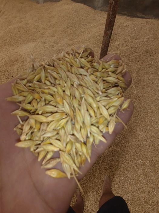 Vând porumb sticlos uscat 2025