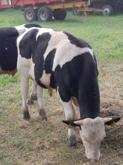 Tauri/ Tauri mari/ montă