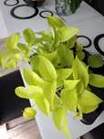 Planta Pothos neon