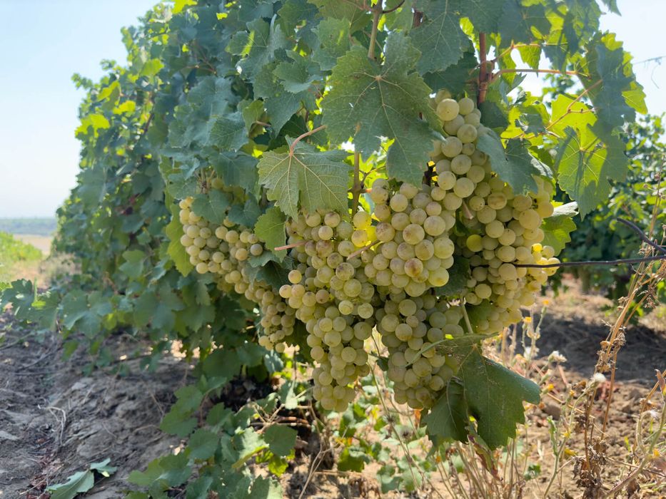 Struguri  de  vin