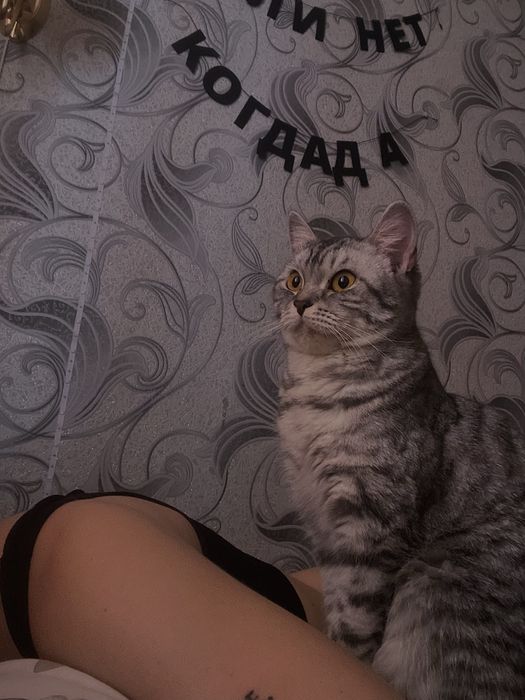 Отдам кошку, британка