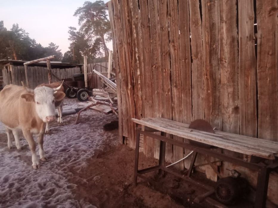 Продам корову уп