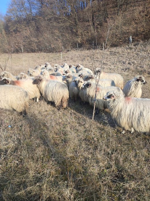 Vând 30 de oi turcane