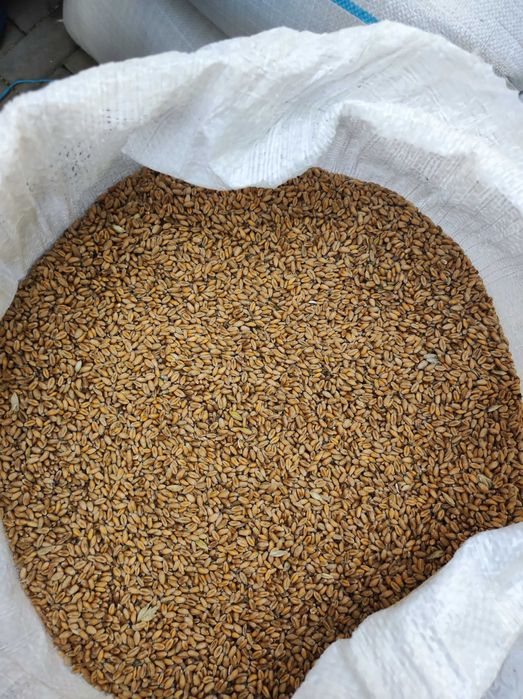 Grâu producție 2025