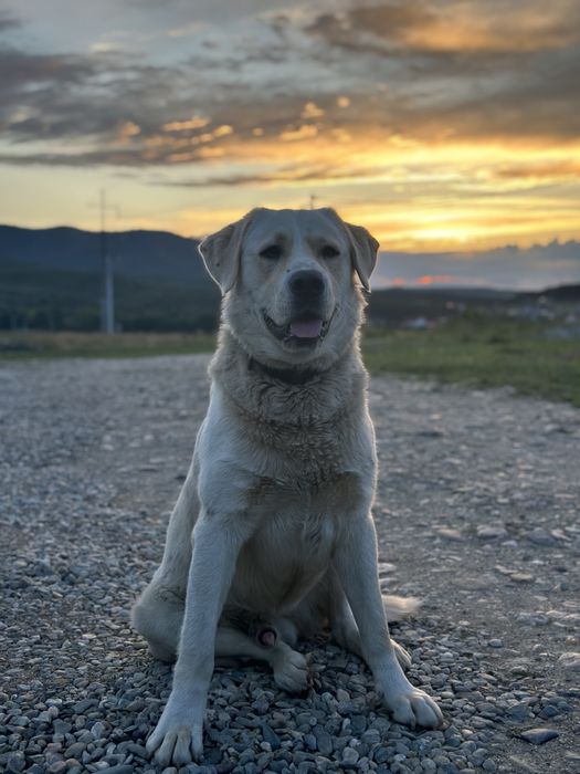 Donez Labrador rasa pură.