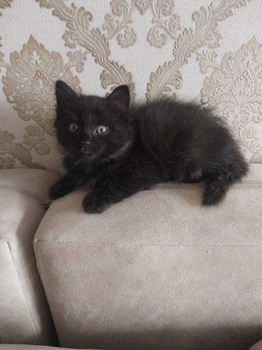 Котенок приносящий счастье