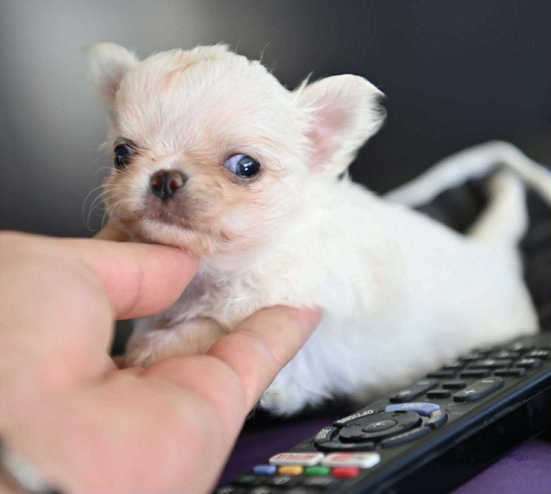 Мъжко дългокосместо мини чихуахуа