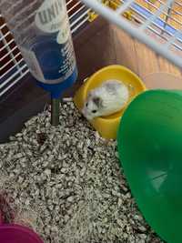 Pui hamster cu mancare cusca si accesorii