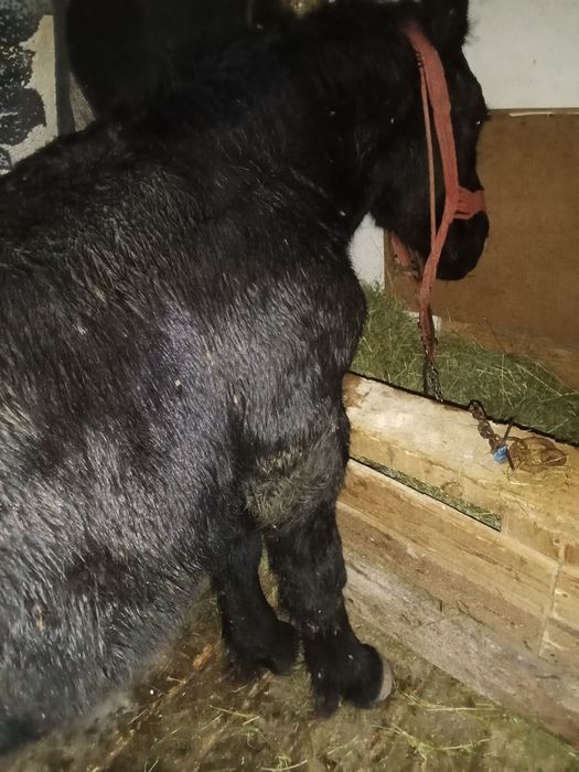 Vând mânzi din cai grei Manzu este seme greu muran