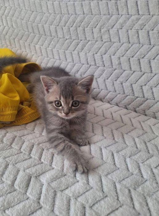 British  Shorthair Silver