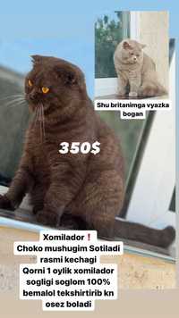 Scottish fold Homilador 1 oylik. 2 yoshga tolmagan