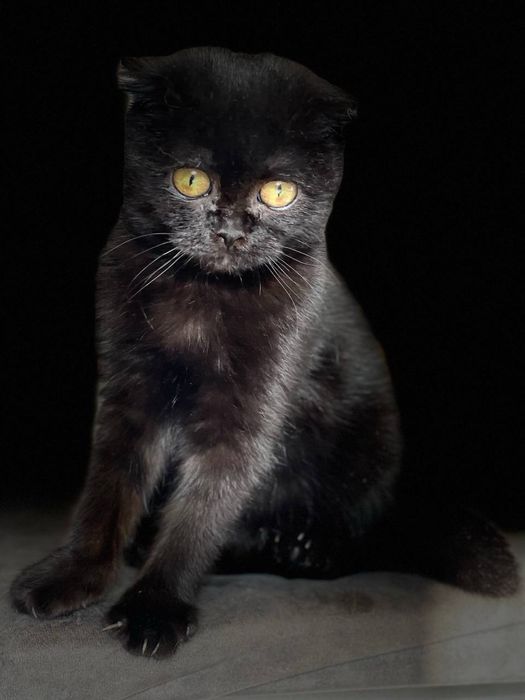 Шотландская вислоухая кошечка, 3–4 месяца — ищет дом. Ташкент