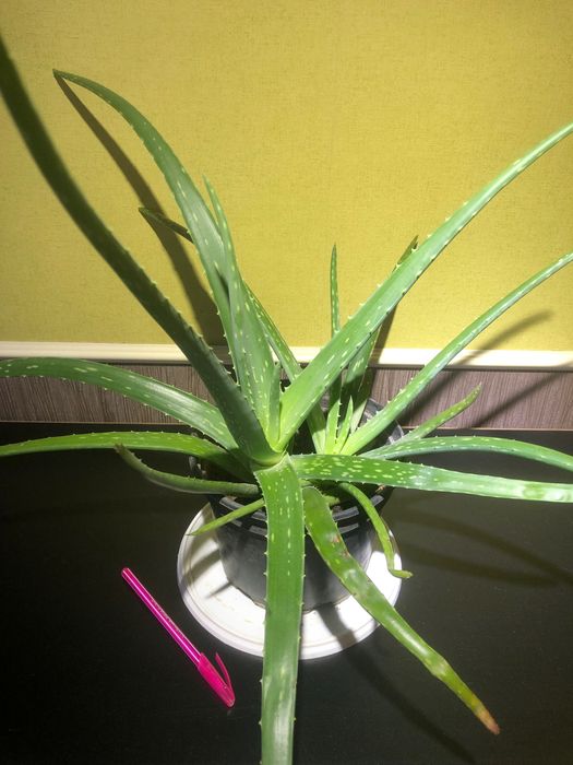 Цветочный Комбо из 3-х растений