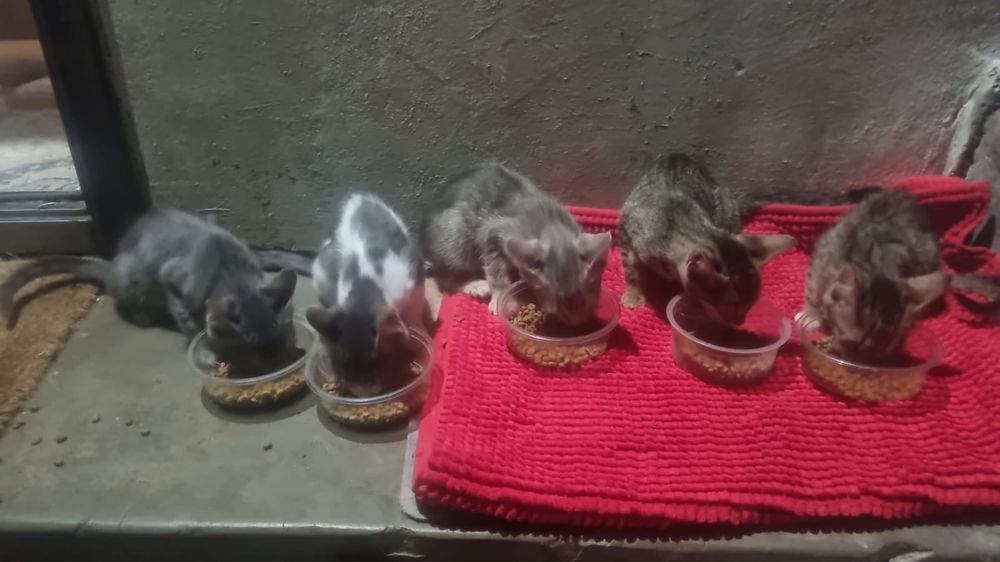 dau in adoptie pisicute (1 baietel 4 fetite)