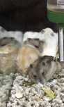Hamsteri pitici Campbell