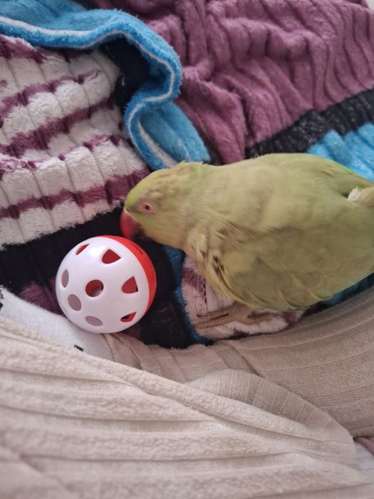 Продаётся попугай