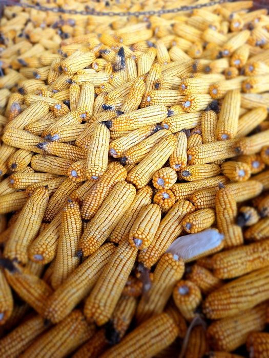 Vând porumb știulete