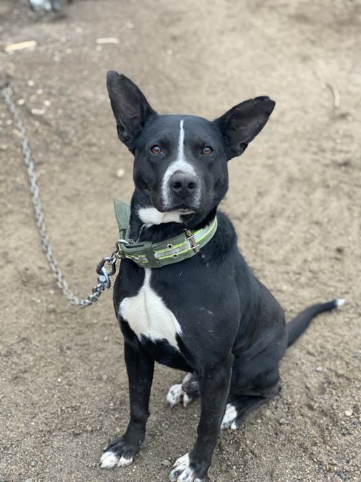 Отдам собаку в хорошее руки