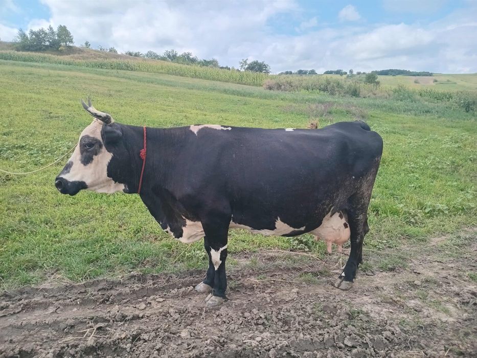 Vând vaca de lapte