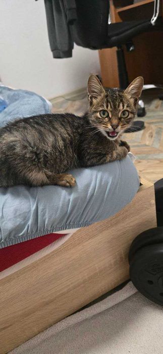 Котенце на 4 месеца си търси дом