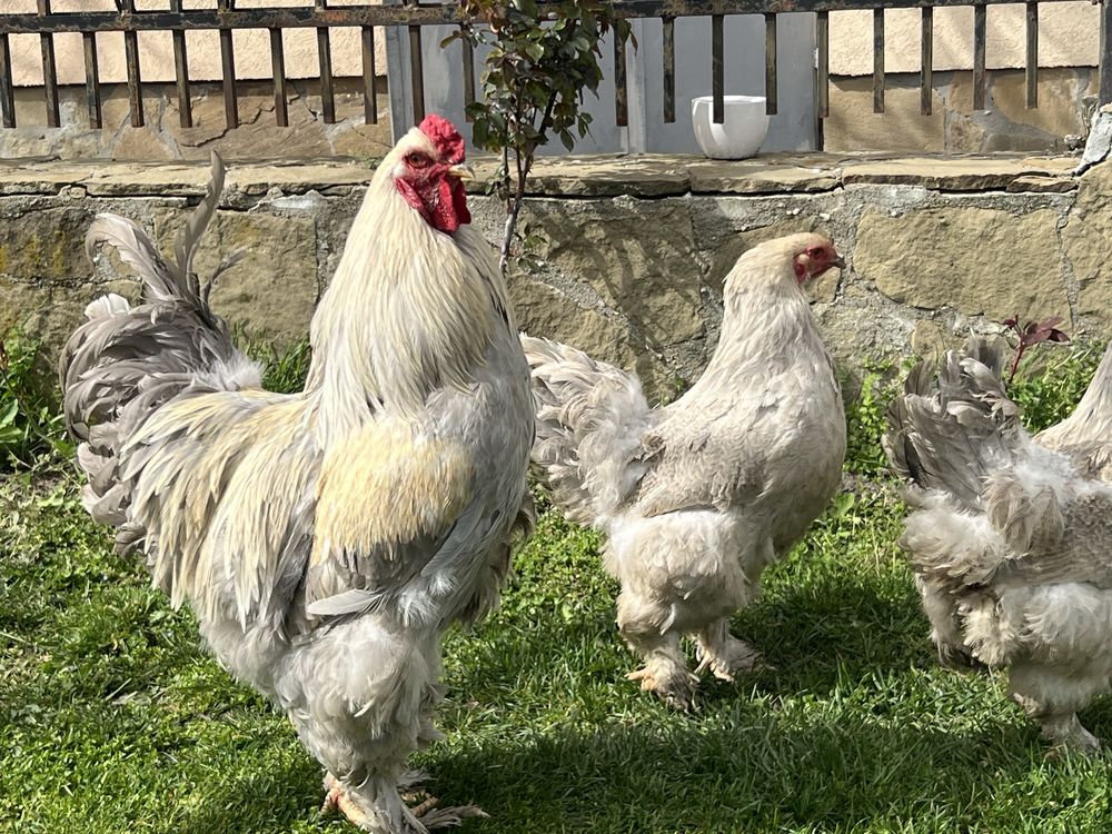 Продавам разплодни яйца от Брама Изабела/Brahma Isabella