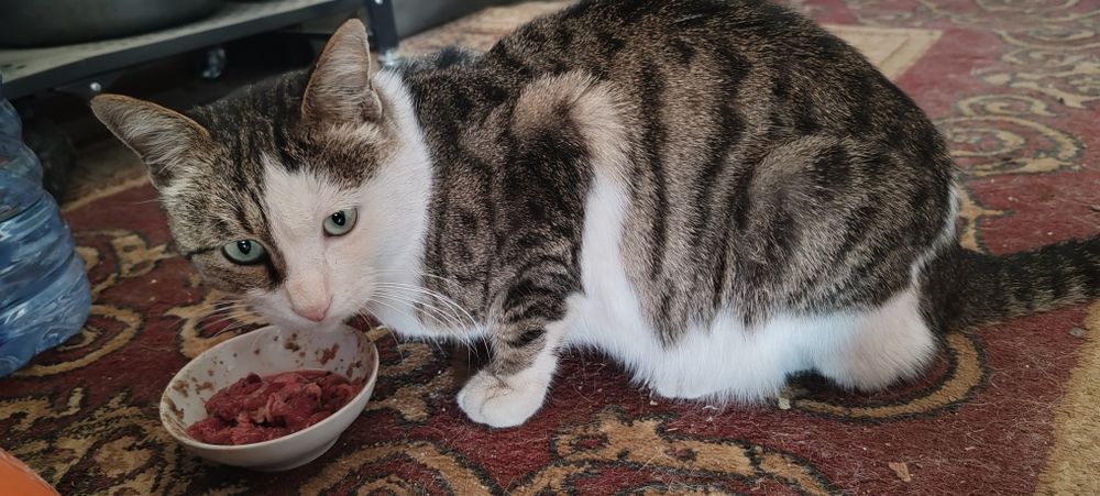 В добрые и заботливые руки