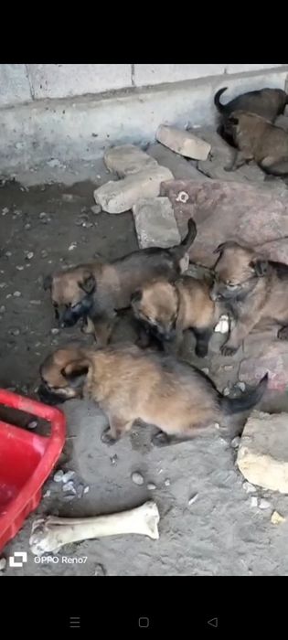 Бір жарым айлық күшіктер