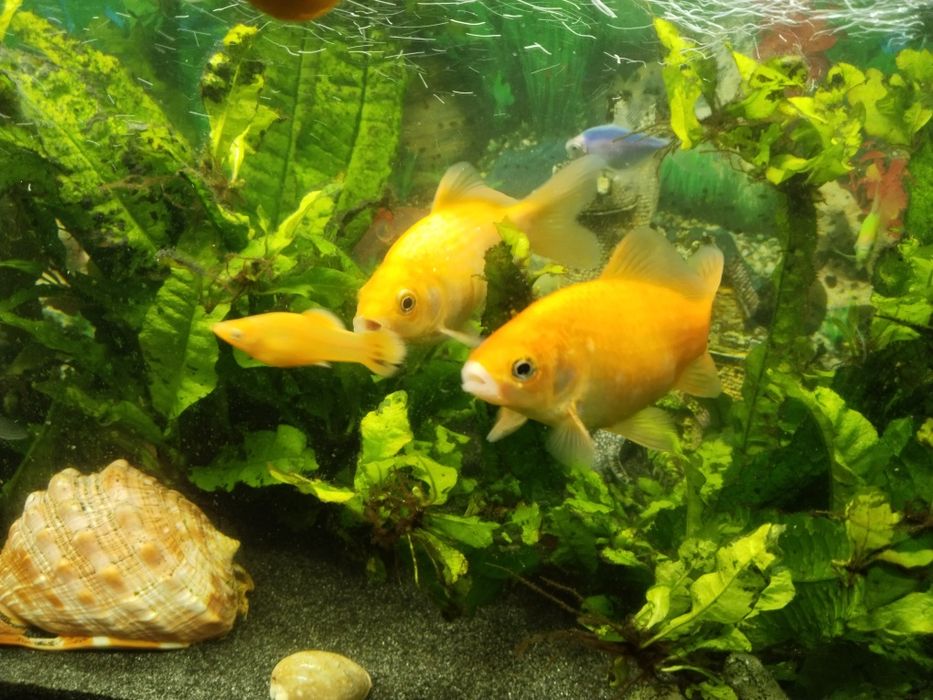 Schimb 2 pești cu alți