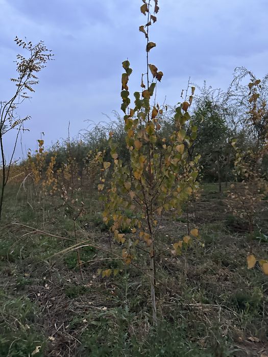 Majnun tol 2 metrdan 5 metrgacja