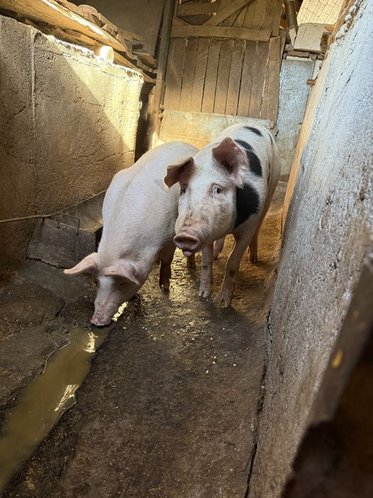 De vanzare un vițel