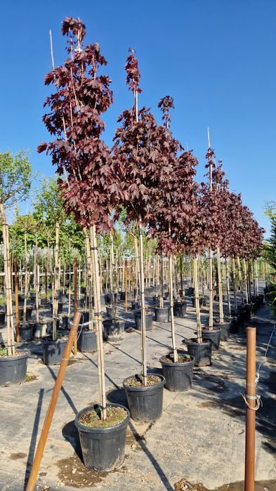 Platan - Mesteacan- Tei de floare- Artar norvegian