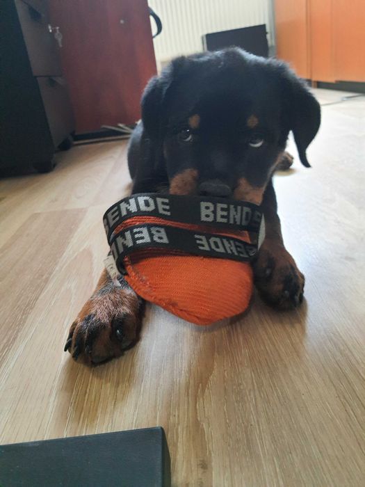Mascul Rottweiler