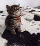 American Shorthair
