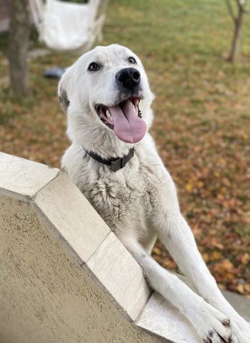 Donez Cățeluşă ~ Perla