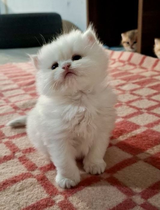 Британские котята шиншиллы чистокровные