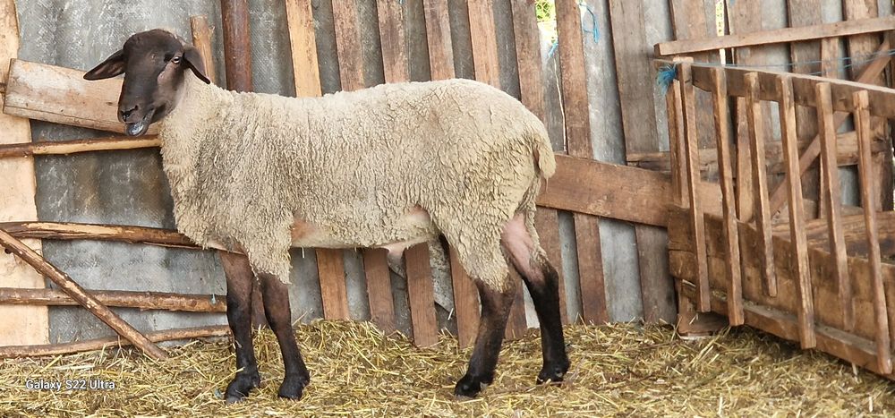 Berbec de vanzare