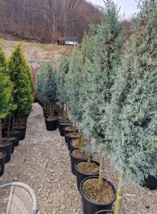 Plante ornamentale orice specie si dimensiune oriunde in tara
