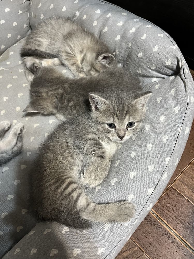 Котята британские