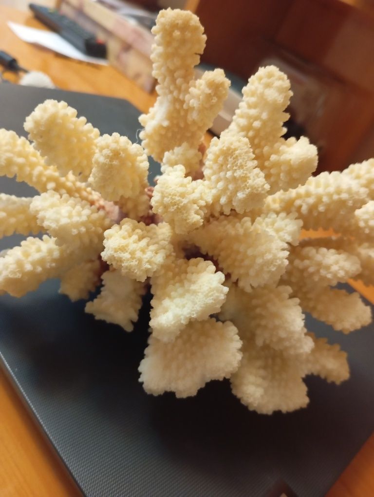 Натуральный морской коралл для аквариума