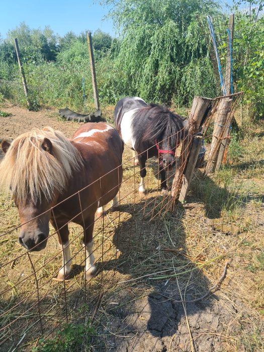 Vand ponei,un mascul si o femela gestantă