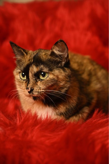 Кошечка Тиффани ищет семью. Стерилизована