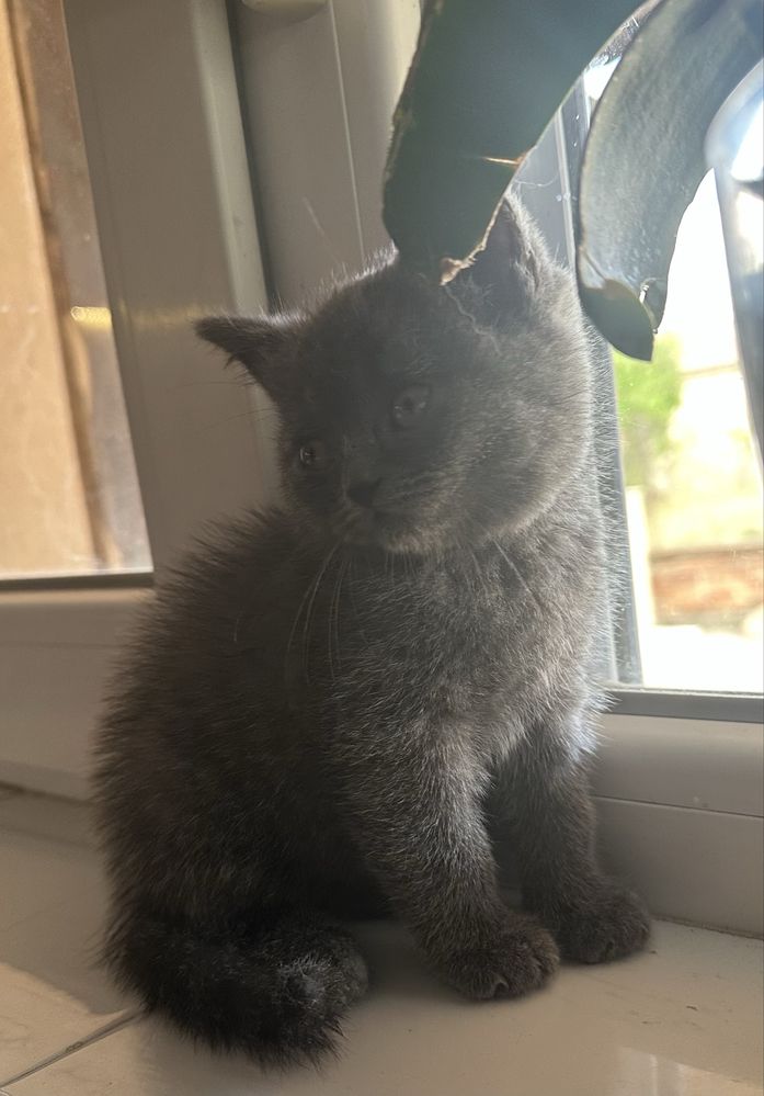 Британски котенца