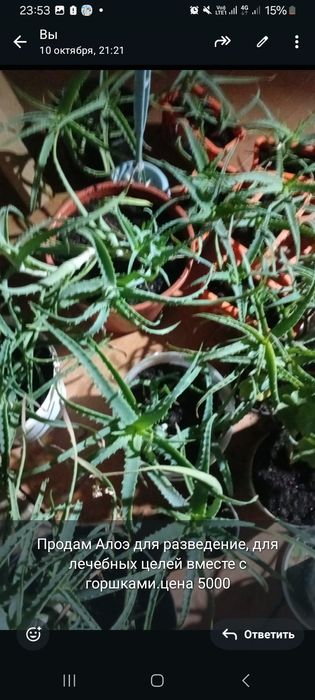 Продаётся домашный Алоэ