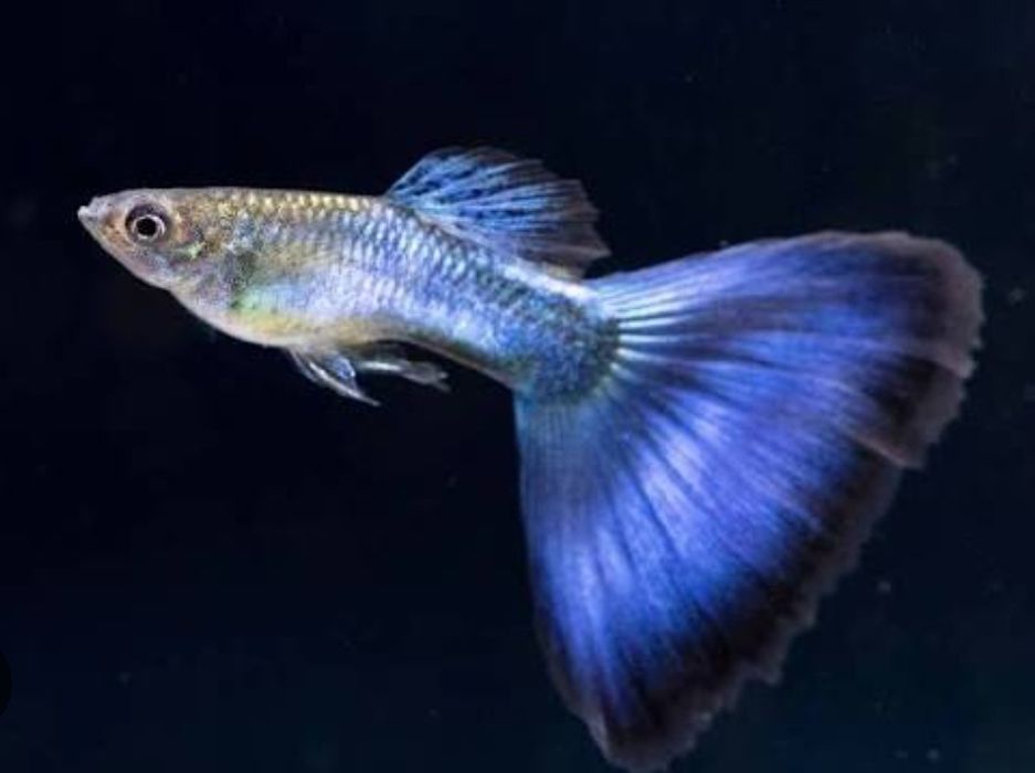 japan blue tail guppy малёки
Narxi kelishiladi optom