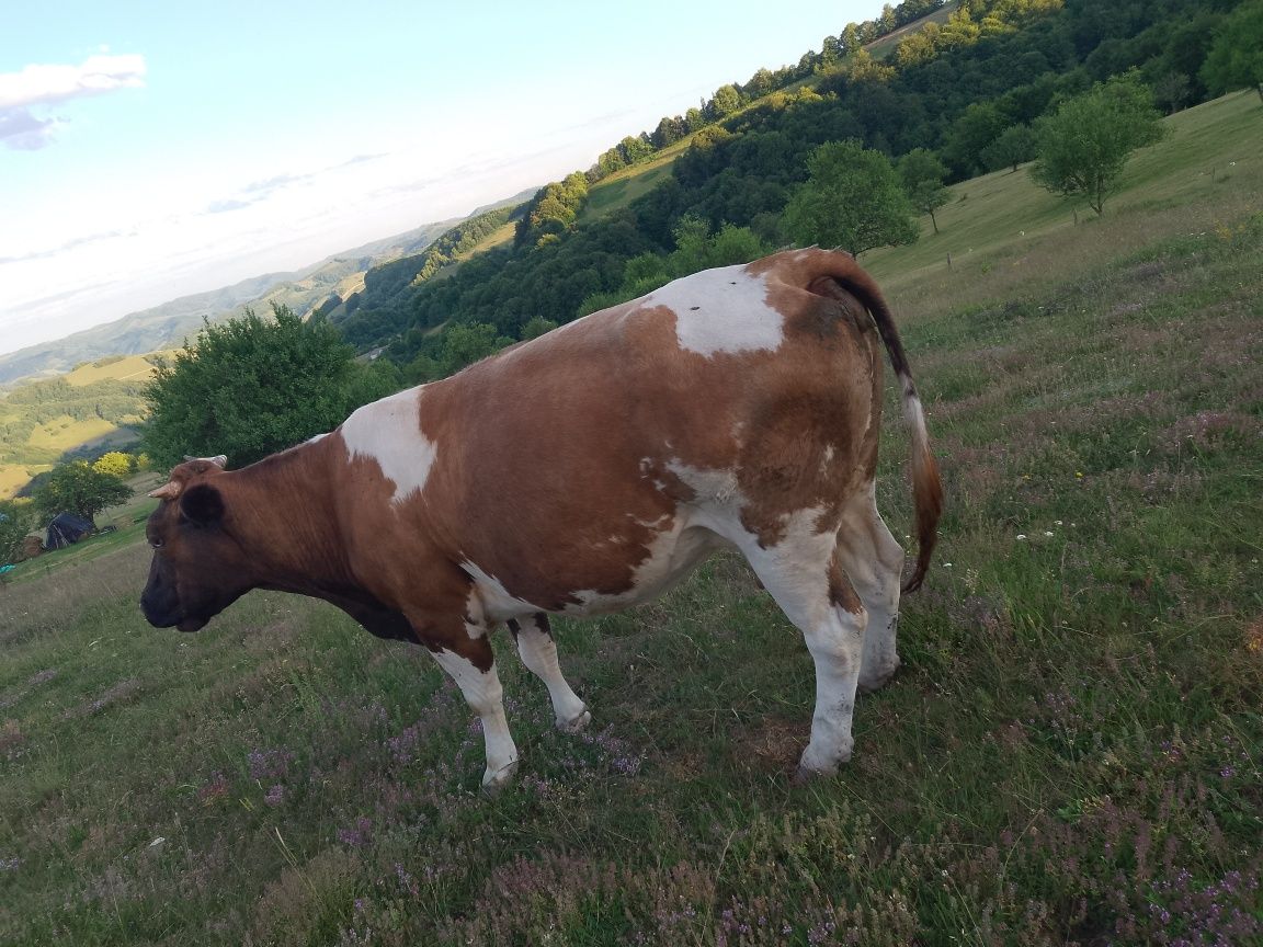 Baltă românească