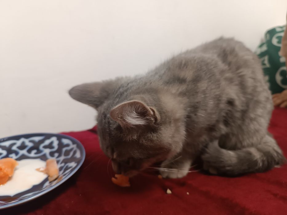 Кошка или кот отдам даром