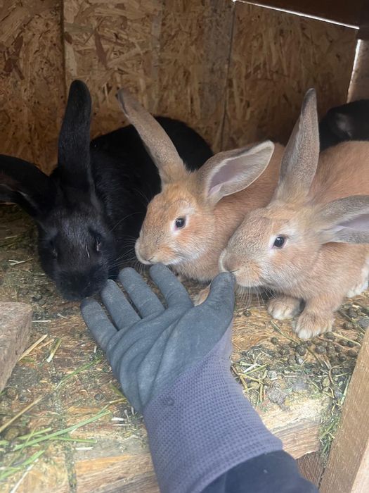 Pui de iepuri Urias Belgian