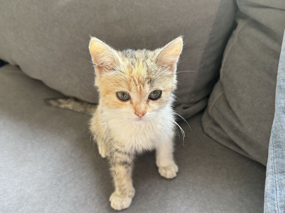 Котенок ( девочка)
